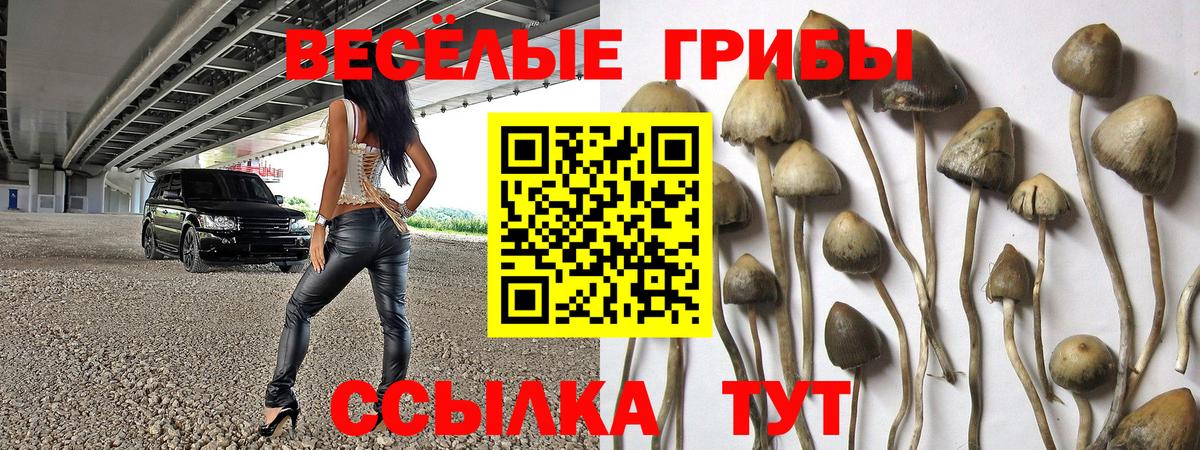 Псилоцибиновые грибы Psilocybe Златоуст